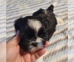 Small #5 Shih-Poo
