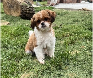 Peke-A-Poo Puppy for sale in BEECH GROVE, IN, USA