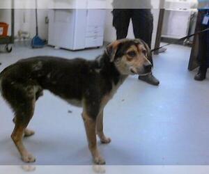 German Shepherd Dog-Unknown Mix Dogs for adoption in Fayetteville, NC, USA