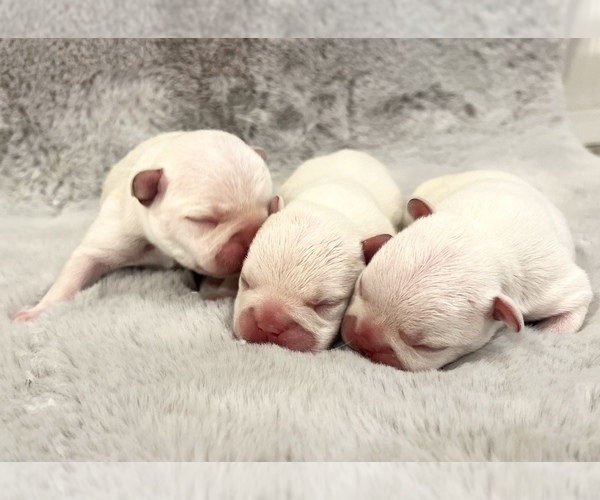 Medium Photo #2 French Bulldog Puppy For Sale in HUDSONVILLE, MI, USA