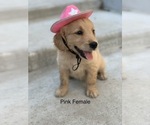 Small Photo #2 Golden Retriever Puppy For Sale in CATOOSA, OK, USA