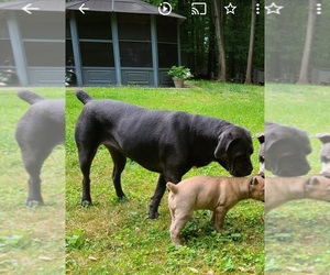 Mother of the Cane Corso puppies born on 09/10/2023