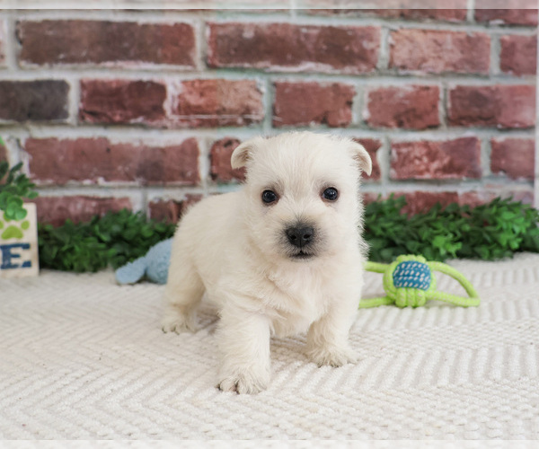 Medium Photo #15 West Highland White Terrier Puppy For Sale in SYRACUSE, IN, USA