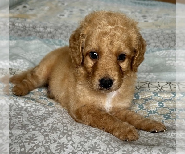 Medium Photo #4 Goldendoodle (Miniature) Puppy For Sale in PENSACOLA, FL, USA