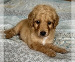 Small Photo #4 Goldendoodle (Miniature) Puppy For Sale in PENSACOLA, FL, USA