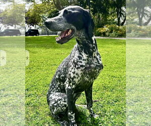 English Setter Dogs for adoption in Dumont, NJ, USA