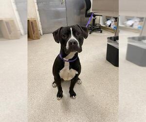 Mutt Dogs for adoption in Riverside, CA, USA