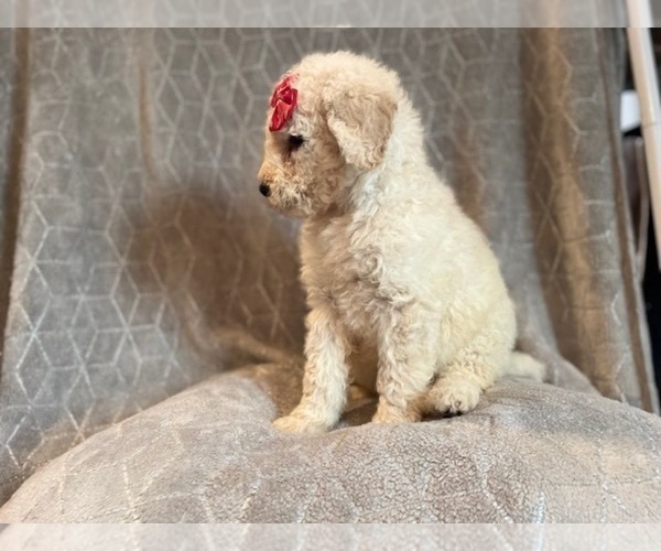 Medium Photo #21 Poodle (Standard) Puppy For Sale in LAKELAND, FL, USA
