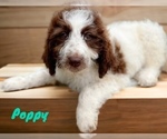 Image preview for Ad Listing. Nickname: Poppy