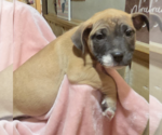 Small #2 Catahoula Leopard Dog Mix