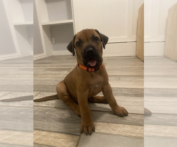 Medium Photo #6 Rhodesian Ridgeback Puppy For Sale in KELLER, TX, USA