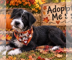 WESLAN - Male Affenpinscher-Unknown Mix Dog for Adoption - Photo #2
