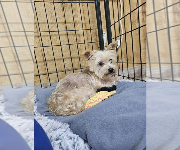 Medium Photo #1 Mutt Puppy For Sale in Elmsford, NY, USA