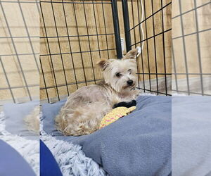 Mutt Dogs for adoption in Elmsford, NY, USA