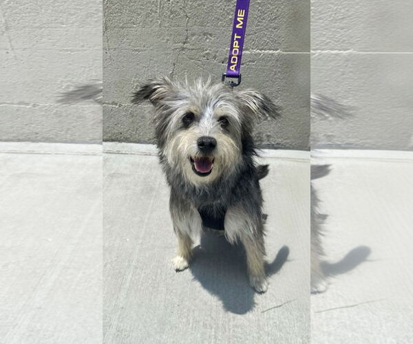 Medium Photo #1 Mutt Puppy For Sale in La Verne, CA, USA