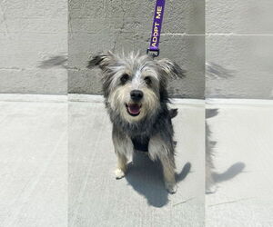 Mutt Dogs for adoption in La Verne, CA, USA