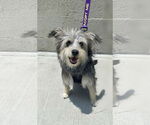 Small Mutt