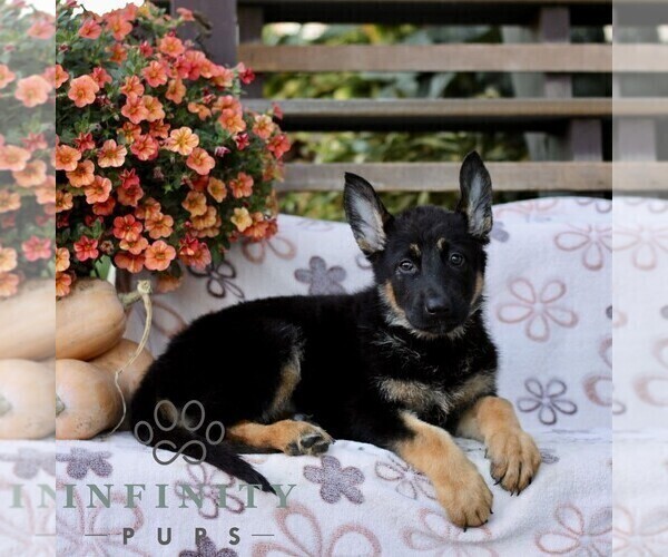 Medium Photo #4 German Shepherd Dog Puppy For Sale in LANCASTER, PA, USA