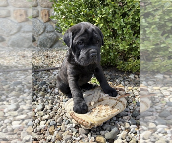 Medium Photo #3 Cocker-Pei Puppy For Sale in MIDDLEBURY, IN, USA