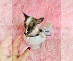 Small #8 Chihuahua