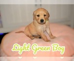 Puppy Light Green Boy Golden Retriever