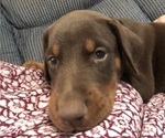 Small Photo #6 Doberman Pinscher Puppy For Sale in NASHVILLE, TN, USA