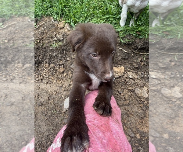 Medium Photo #9 Borador Puppy For Sale in MARION, VA, USA