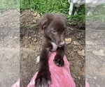 Small #8 Borador