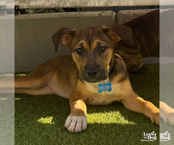 Medium Photo #8 Mutt Puppy For Sale in Washington, DC, USA