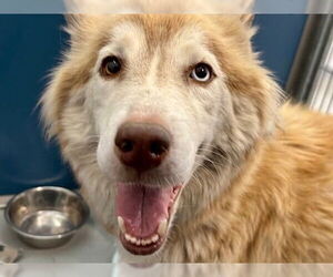 Siberian Husky Dogs for adoption in Redwood City, CA, USA
