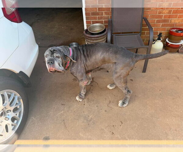 Medium Photo #3 Mastiff Puppy For Sale in Bullard, TX, USA