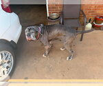 Small #2 Mastiff