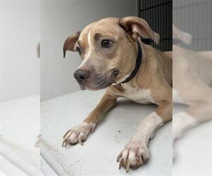 American Pit Bull Terrier Dogs for adoption in Houston, TX, USA