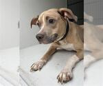 Small American Pit Bull Terrier