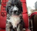Puppy 3 Saint Berdoodle