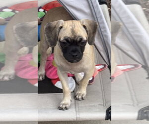 Waffles - Female Puggle Dog for Adoption - Photo #3