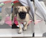 Small Photo #3 Puggle Puppy For Sale in Lake Elsinore, CA, USA
