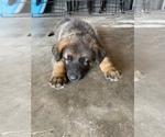 Small Photo #11 German Shepherd Dog Puppy For Sale in GRAND ISLAND, FL, USA