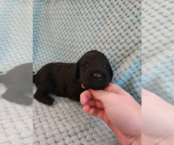 Medium Photo #44 Poodle (Standard) Puppy For Sale in CLAYTON, WA, USA