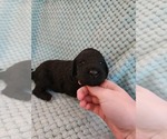 Small Photo #44 Poodle (Standard) Puppy For Sale in CLAYTON, WA, USA