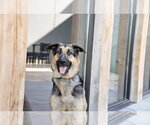 Small #22 German Shepherd Dog