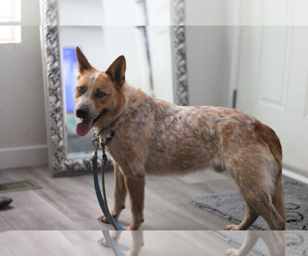 Medium Photo #3 Mutt Puppy For Sale in Paso Robles, CA, USA