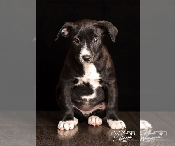 Medium Photo #1 Aussie Pyrenees Puppy For Sale in Claremore, OK, USA