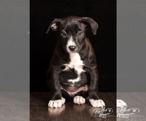 Aussie Pyrenees Dogs for adoption in Claremore, OK, USA