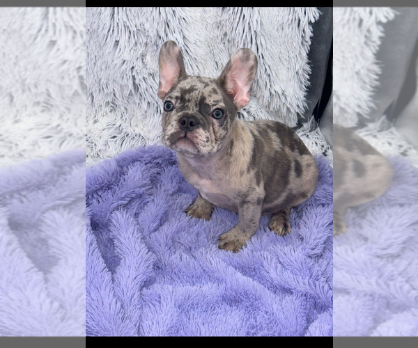 Medium Photo #3 French Bulldog Puppy For Sale in SANDY HOOK, KY, USA