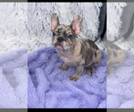 Small #2 French Bulldog