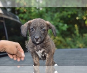 Mutt-Poodle (Miniature) Mix Puppy for sale in RIVERDALE, MD, USA