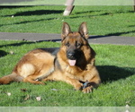 Small Photo #3 German Shepherd Dog Puppy For Sale in FOREST GROVE, OR, USA