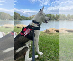 Mollie - Female Siberian Husky-Unknown Mix Dog for Adoption - Photo #4