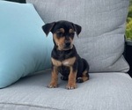 Puppy Eli Jack Russell Terrier